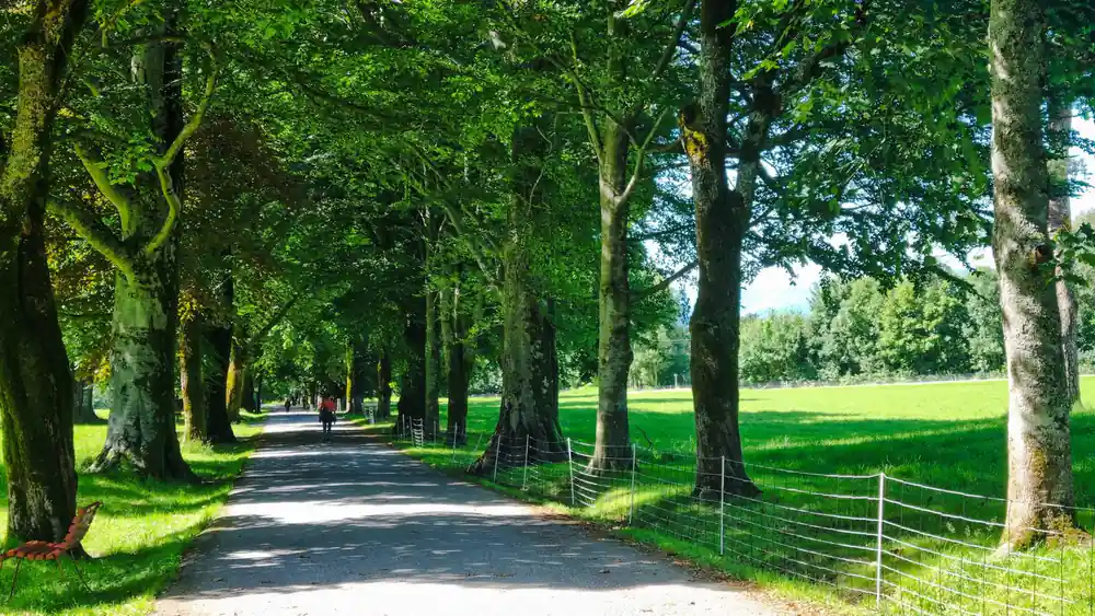 a gravel avenue running between mature trees across manor parkland