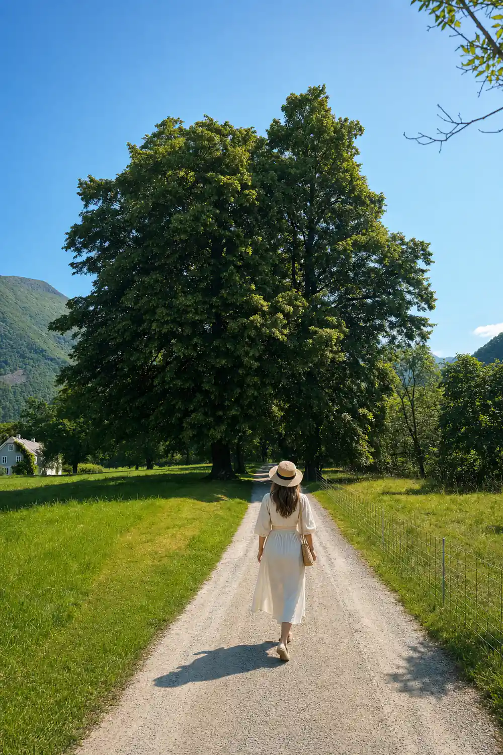 a gravel track between broad trees across open parkland