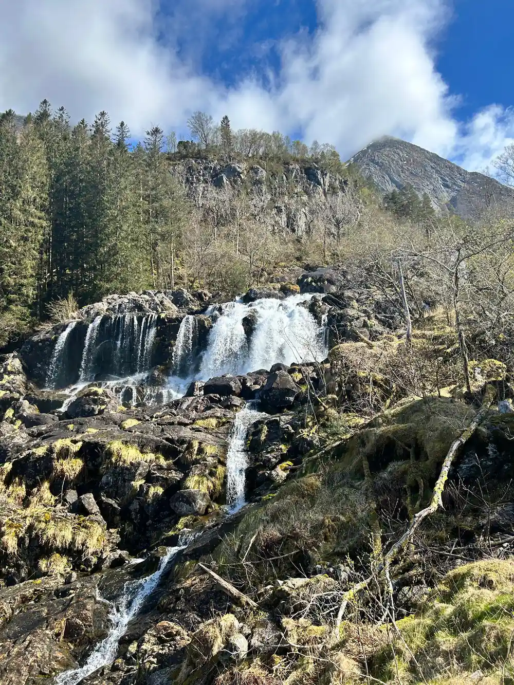 a waterfall dropping through birch woodland below a rock face